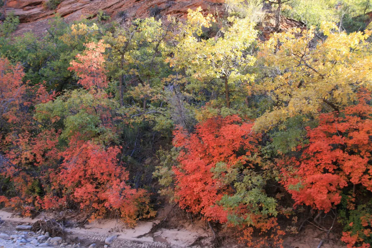 Red and yellow fall foliage on the east side of Zion National Park.