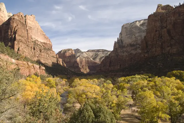 Golden cottonwoods on the floor of Zion Canyon in autumn, below red cliffs.