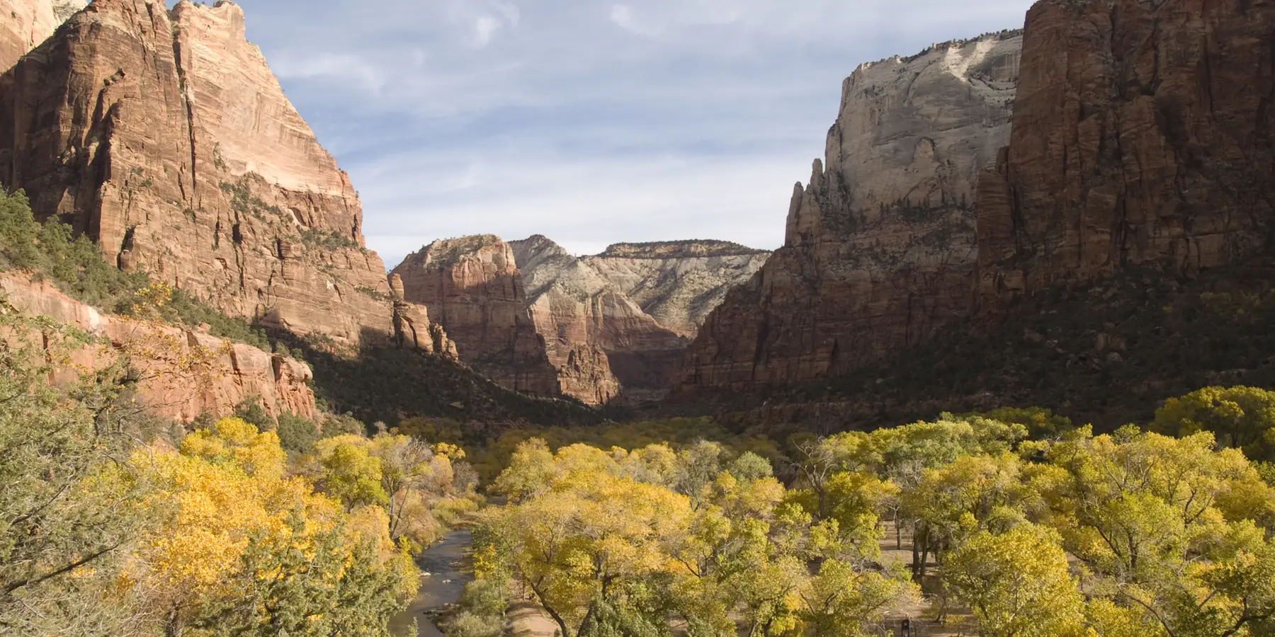Golden cottonwoods on the floor of Zion Canyon in autumn, below red cliffs.