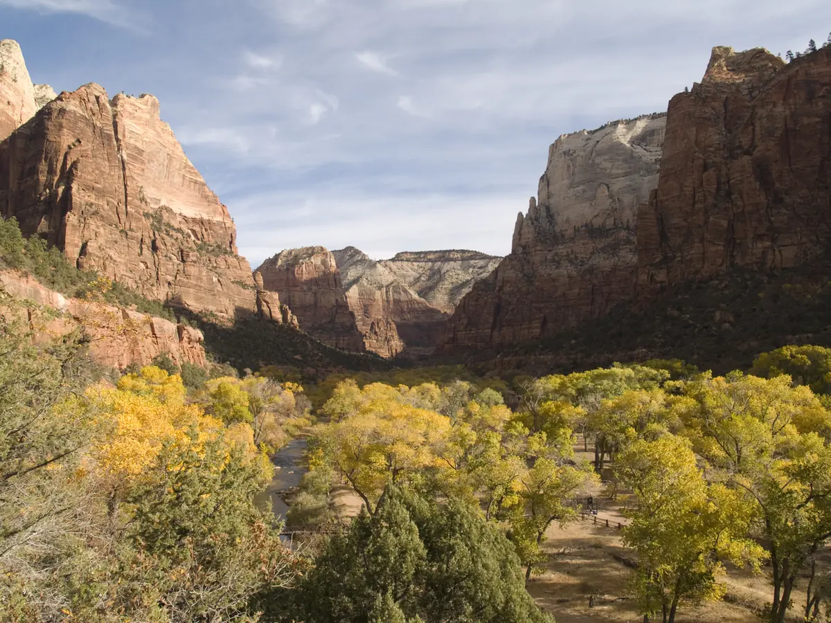 Golden cottonwoods on the floor of Zion Canyon in autumn, below red cliffs.