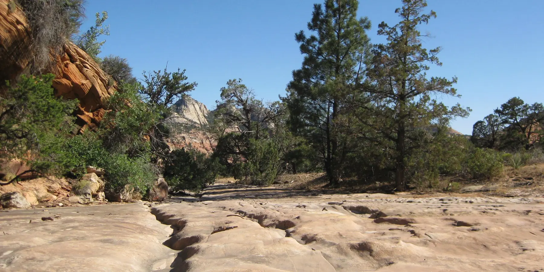 Ponderosa pines above cracked slickrock in the higher wilderness of Zion's east side.