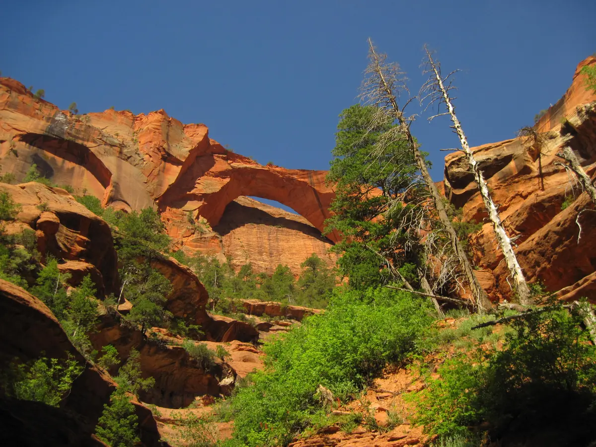 Kolob Arch, a huge red sandstone arch, framed by trees in the Kolob Canyons backcountry of Zion National Park.