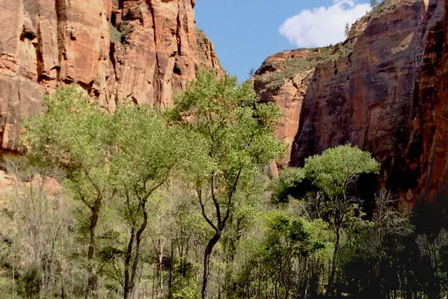 Shallow water of the North Fork of the Virgin River below red cliffs and cottonwoods, Zion National Park.